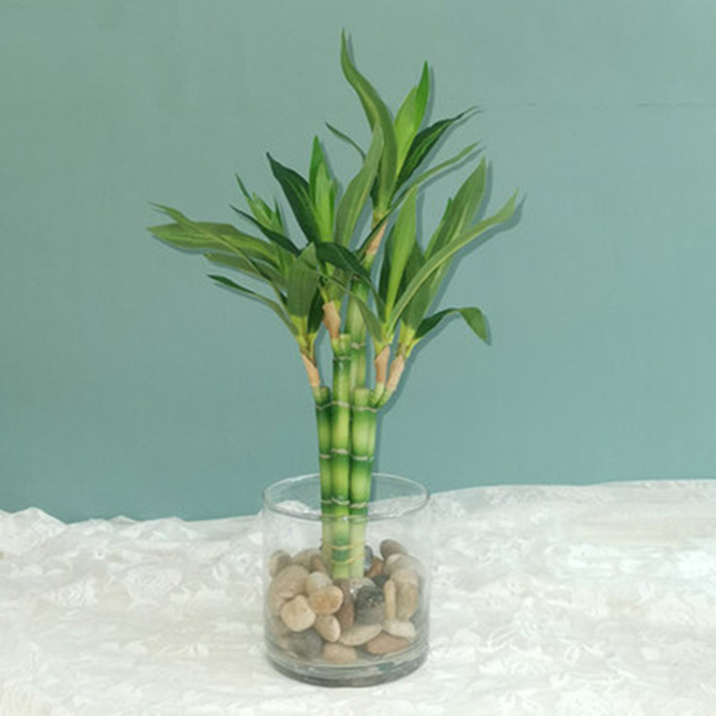 Aquarium Marine Tank - New 40cm Artificial Lucky Bamboo Succulent